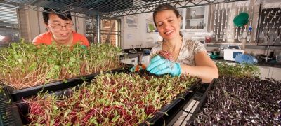 Шкафы для выращивания микрозелени